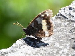 weisser waldportier